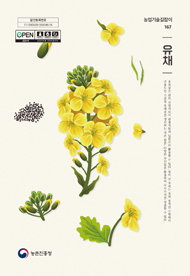 유채 (개정3판) 2025 (농업기술길잡이 167)